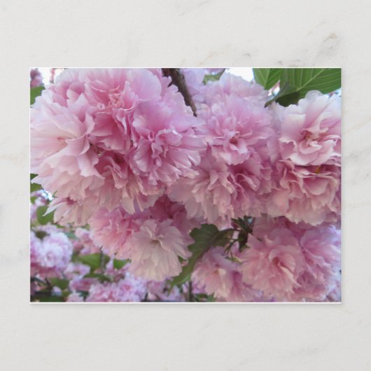 Roze bloesems briefkaart (Voorkant)