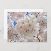 Roze bloesems. briefkaart (Voorkant / Achterkant)