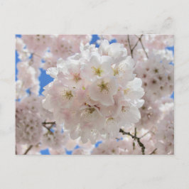 Roze bloesems. briefkaart