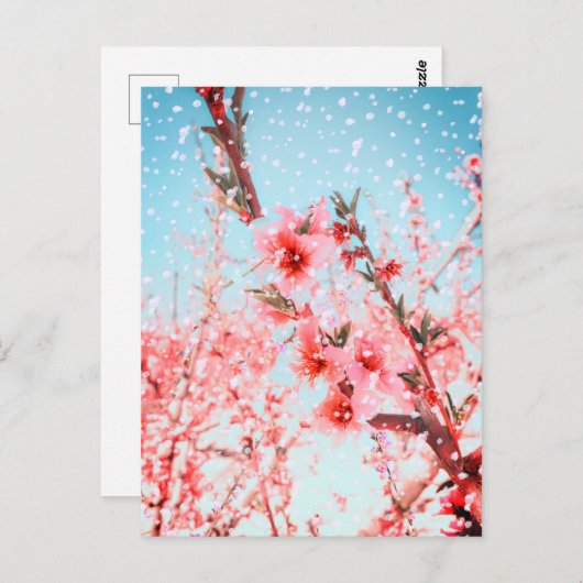 Roze bloesems en vliegbladen (of sneeuw?) briefkaart (Voorkant / Achterkant)