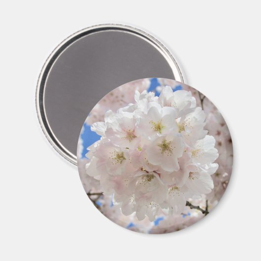 Roze bloesems. magneet (Voorkant / Achterkant)