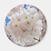 Roze bloesems. magneet (Voorkant)