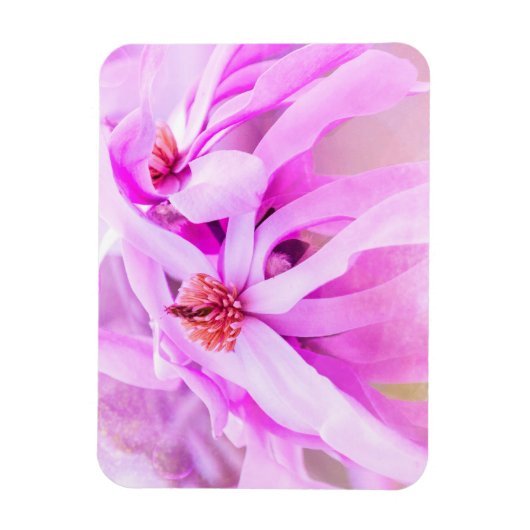  roze bloesems magneet (Verticaal)