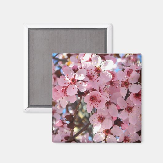 Roze bloesems op sierbloemen magneet (Voorkant / Achterkant)