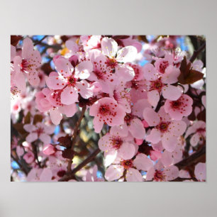 Roze bloesems op sierlijke bloeiende boom poster