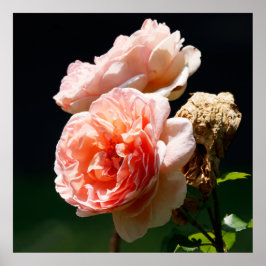 Roze Bloesems Poster