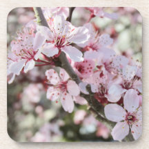 Roze bloesems Red Stems.