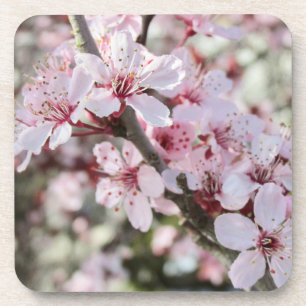Roze bloesems Red Stems. Bier Onderzetter