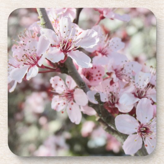 Roze bloesems Red Stems. Bier Onderzetter (Voorkant)