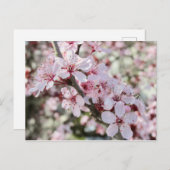 Roze bloesems Red Stems. Briefkaart (Voorkant / Achterkant)