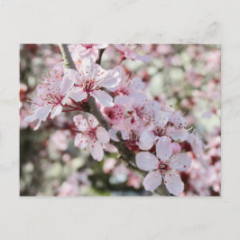 Roze bloesems Red Stems. Briefkaart