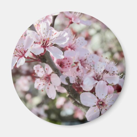 Roze bloesems Red Stems. Magneet (Voorkant)