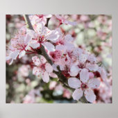 Roze bloesems Red Stems. Poster (Voorkant)