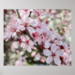 Roze bloesems Red Stems. Poster