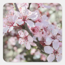 Roze bloesems Red Stems.