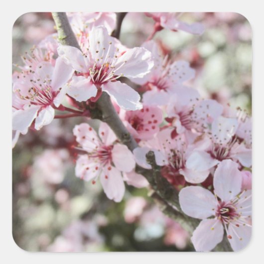 Roze bloesems Red Stems. Vierkante Sticker (Voorkant)