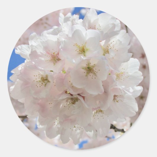 Roze bloesems. ronde sticker (Voorkant)