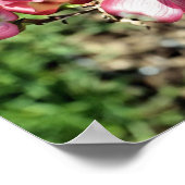 Roze Bloesems van de Cornus Poster (Hoek)