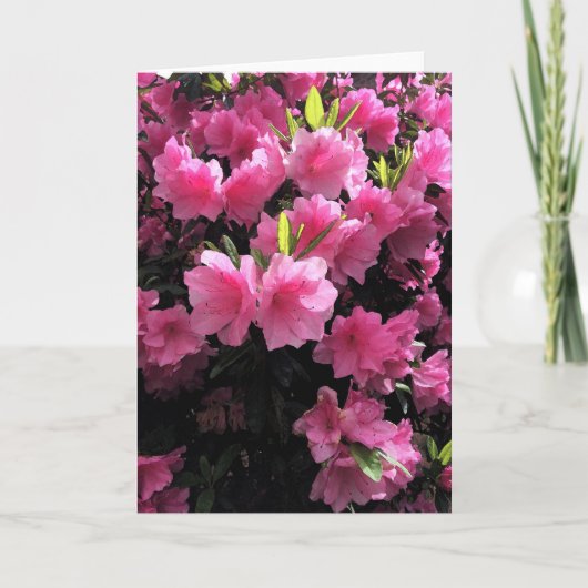 Roze bloesems Wenskaart Kaart (Voorkant)