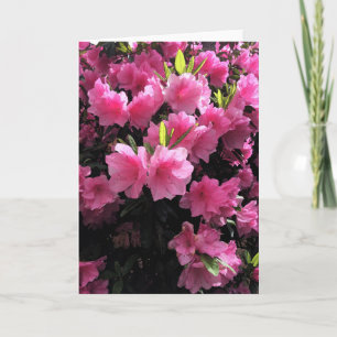 Roze bloesems Wenskaart Kaart