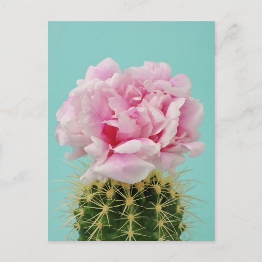 Roze Bloom Atop Spiky Cactus Briefkaart (Voorkant)