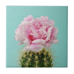 Roze Bloom Atop Spiky Cactus Tegeltje