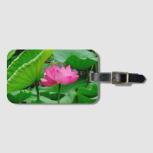 Roze Blooming Lily in de lente