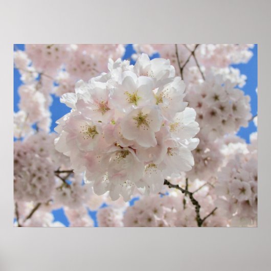 Roze Blossom Balls Poster (Voorkant)