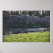roze blote bomen Pond Poster (Voorkant)