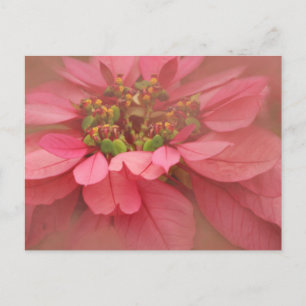 Roze Blush Poinsettia's Digitale Kunst Briefkaart