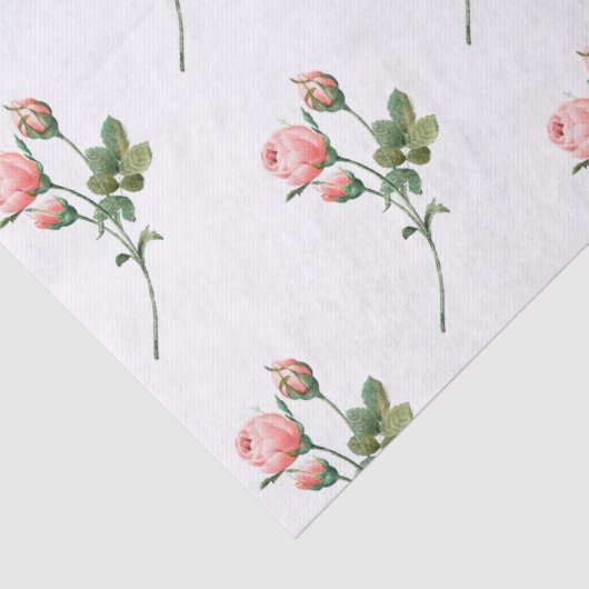 Roze Blushing Roos Kleine Bedrijven Verpakking Tissuepapier (Detail)