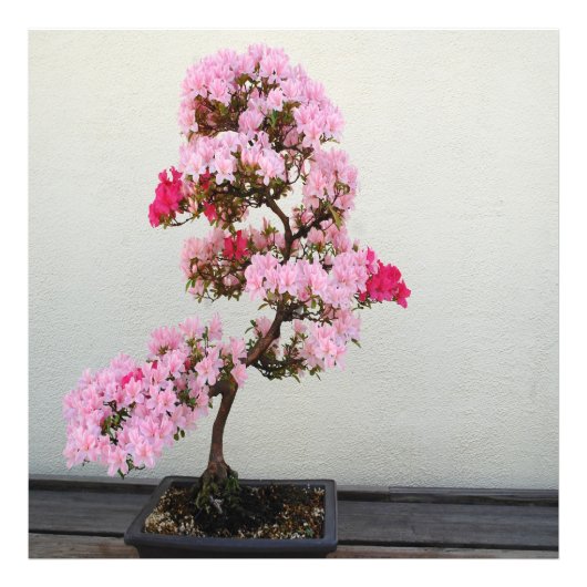 Roze Bonsai-boom Foto Afdruk (Voorkant)