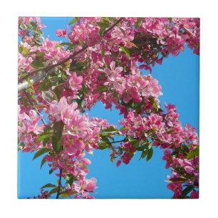 Roze boom bloesem en blauwe lucht tegeltje