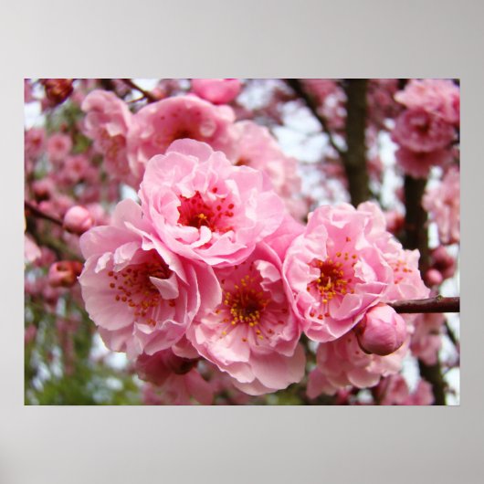Roze Boom Bloesems Fijne Kunst Prints Lente (Voorkant)