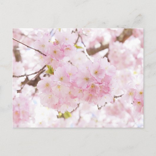 Roze boom Cherry Blossom Briefkaart (Voorkant)
