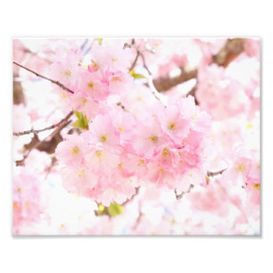 Roze boom Sakura Cherry Blossom Foto Afdruk