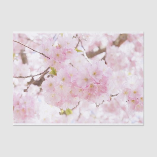 Roze boom Sakura Cherry Blossom Tissuepapier (Voorkant)