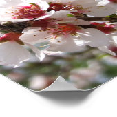 Roze boombloesem Poster (Hoek)