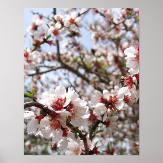 Roze boombloesem Poster (Voorkant)