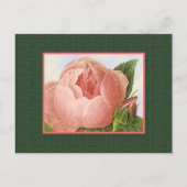 Roze botanisch Roos Blank KunstBriefkaart Briefkaart (Voorkant)