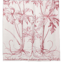 Roze  Botanische Kunst