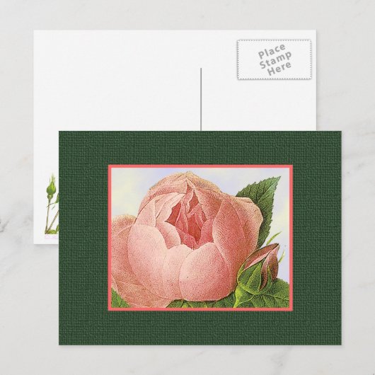 Roze botanische roos blanco kunst ansichtkaart briefkaart (Voorkant / Achterkant)