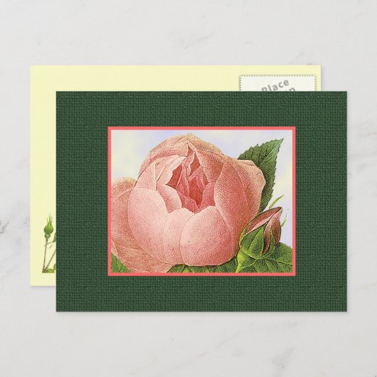 Roze botanische Rozen Blank Briefkaart (Voorkant / Achterkant)
