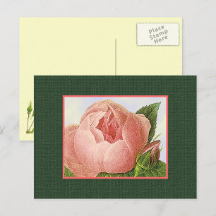 Roze botanische rozen lege ansichtkaart briefkaart
