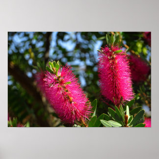 Roze Bottlebrush Bloemen Foto Afdruk Poster