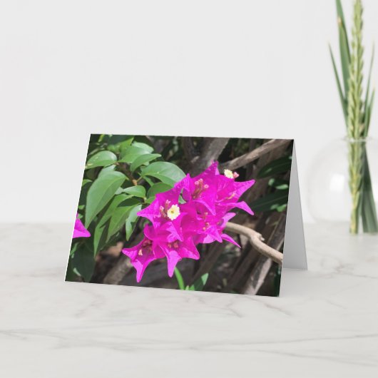Roze Bougainvillea blanco Kaart (Voorkant)