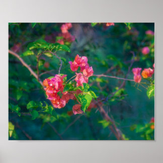 Roze Bougainvillea Bloem Fotografie Wandkunst Pos Poster