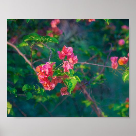 Roze Bougainvillea Bloem Fotografie Wandkunst Pos Poster (Voorkant)