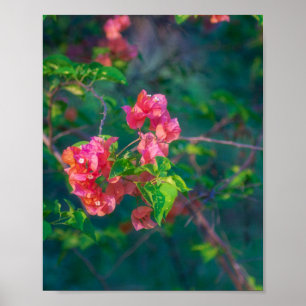 Roze Bougainvillea Bloem Fotografie Wandkunst Pos Poster