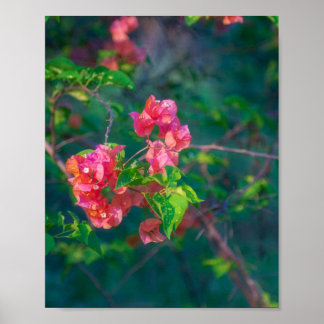 Roze Bougainvillea Bloem Fotografie Wandkunst Pos Poster
